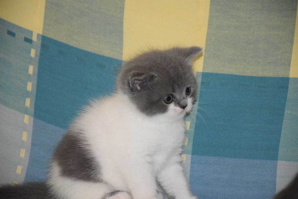 Gatinho Scottish