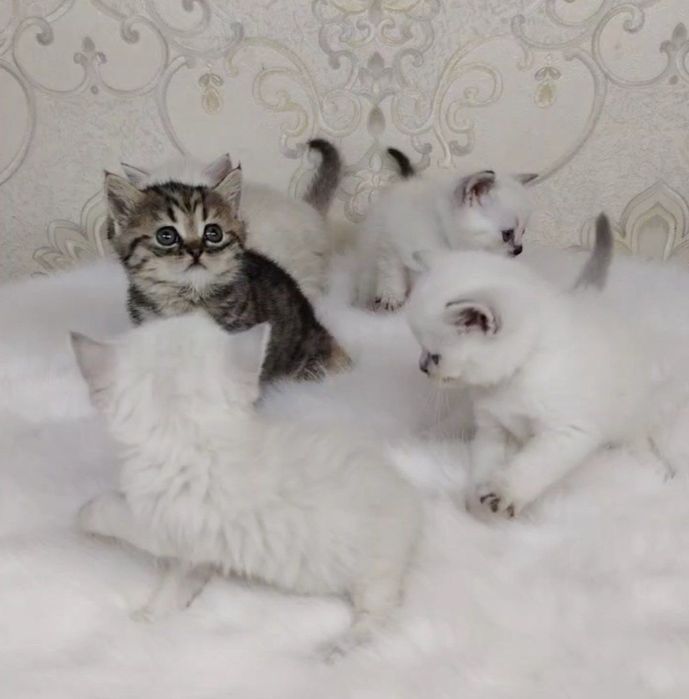 кото-дети  мальчишки