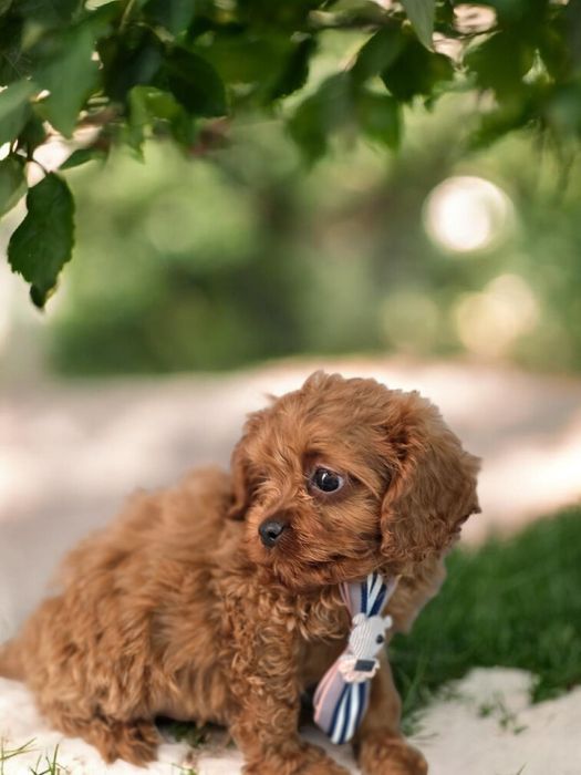 Cavapoo Samiec do odbioru badania genetyczne