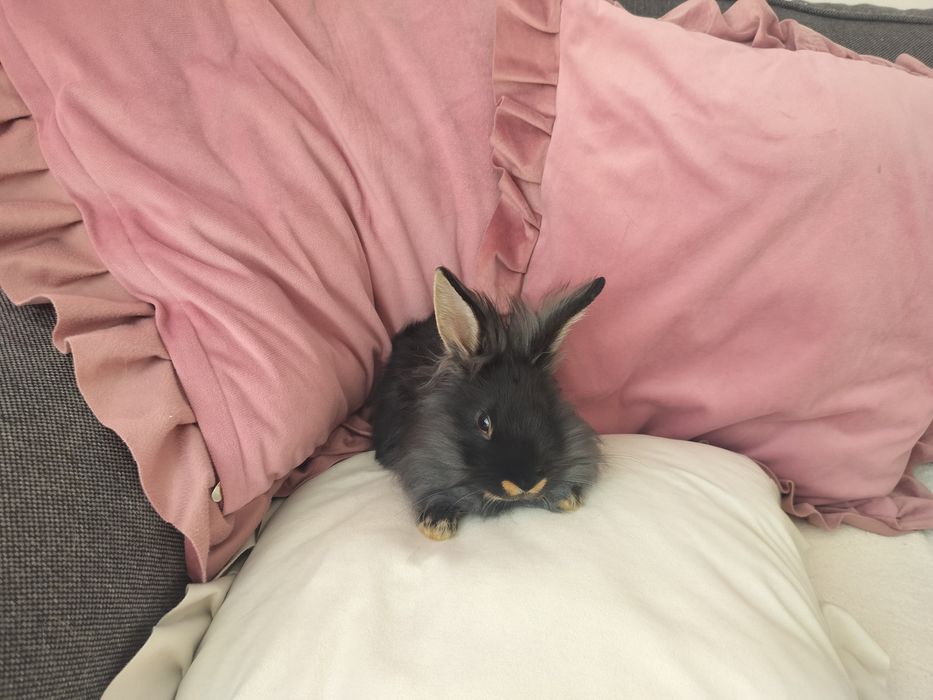 Czarne króliczki królik króliczek miniaturka mini czarny długowłosy Teddy