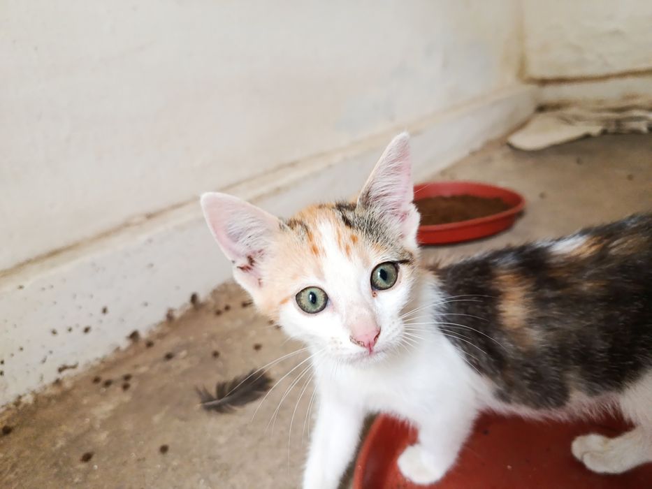Gatinha  bebé para adoção