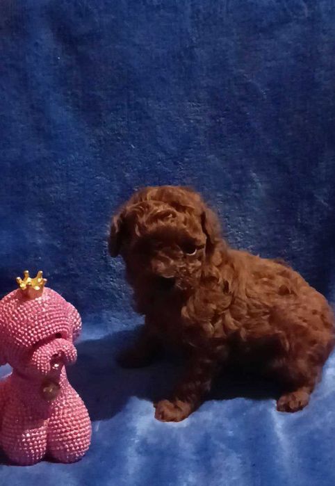 Охрана для кармана. Эксклюзивная микро девочка