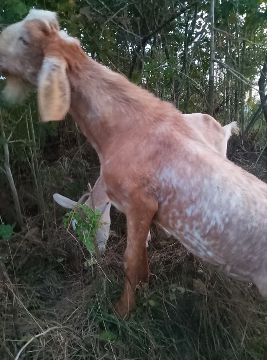 Цап племінний.Парування