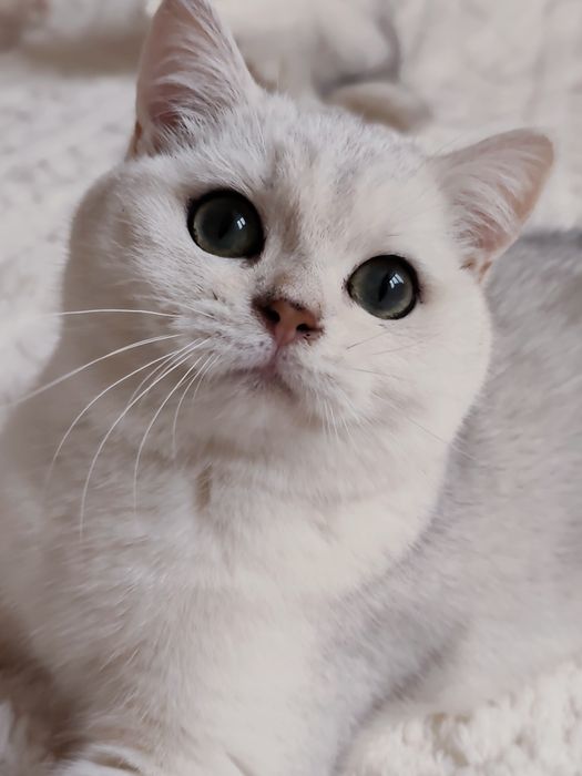 Srebrny cieniowany kociak brytyjski krótkowłosy kocurek