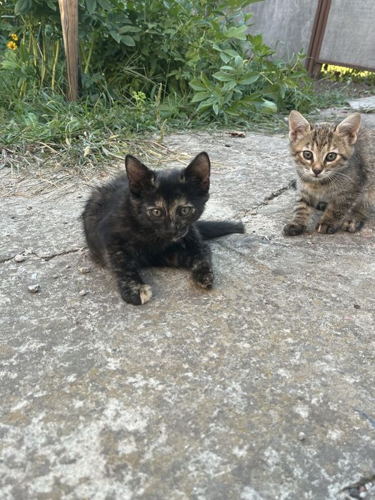 Котенята безкоштовно