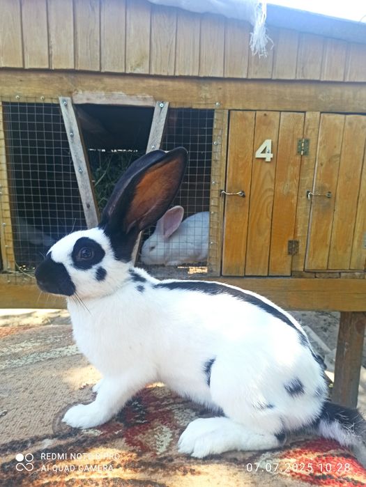 Кролики  Білий велетень, бургундці, німецький строкатий велетень