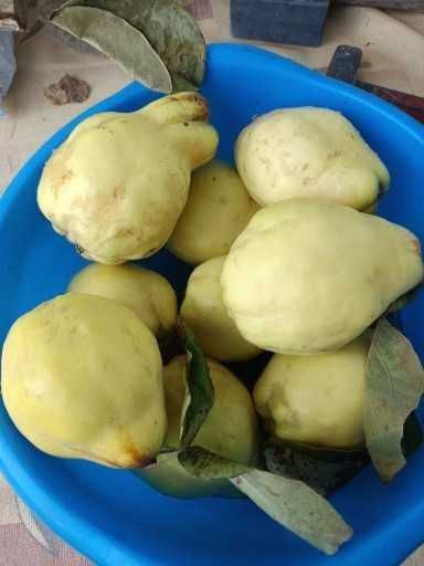 Pigwa w syropie na odporność Wit C