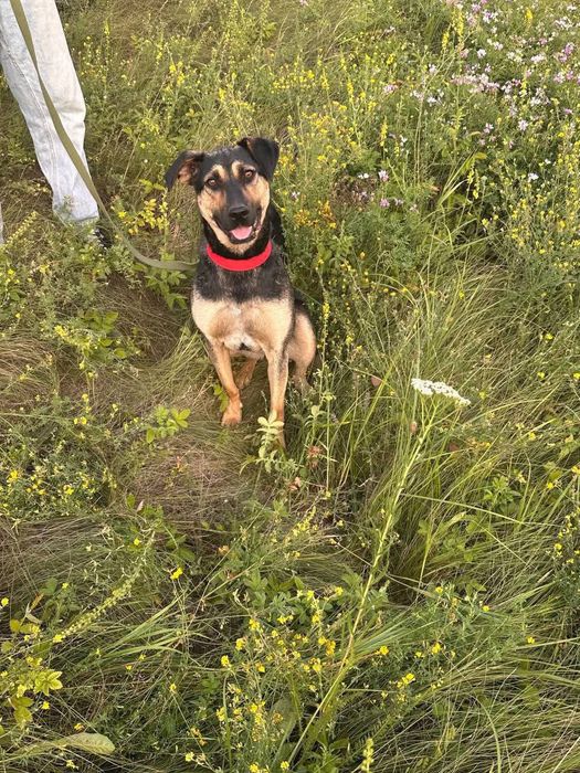 Собака в добрі руки