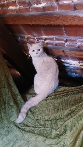 Oddam w dobre ręce półroczna kotkę