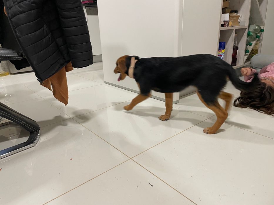 Cães de raça média