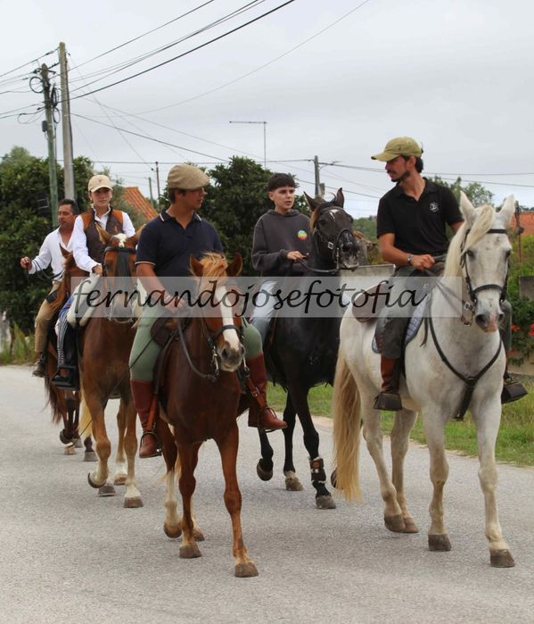Cavalos inteiro manso