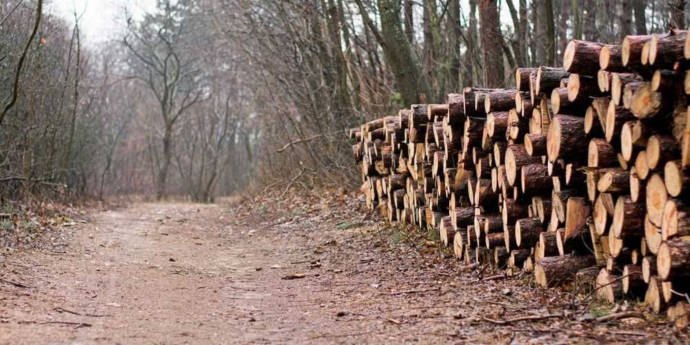 Дрова метрові бук граб береза осика тополя оптом Дрова колоті по облас