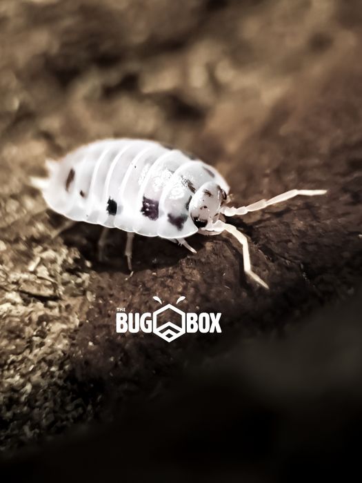 Porcellio laevis dairy cow ekipa sprzatająca izopody