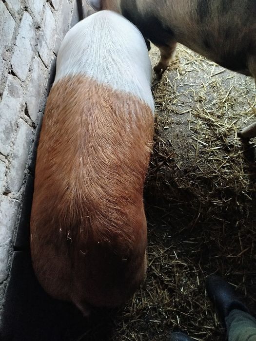 Продам кабанчика на м'ясо