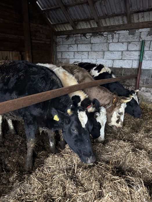 Jałówki wysokocielne termin grudzień/styczeń likwidacja