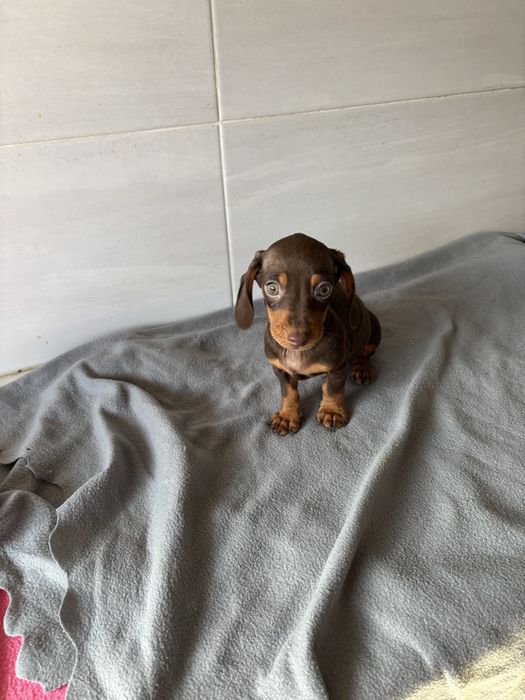 Teckel macho  miniatura pelo curto