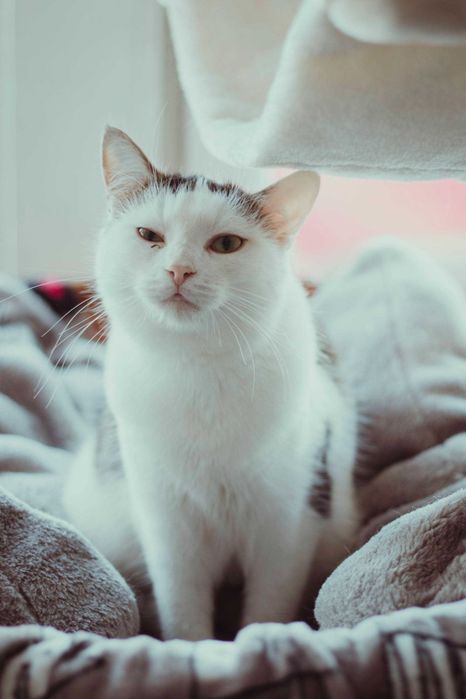 Cheetoska wyjątkowa koteczka