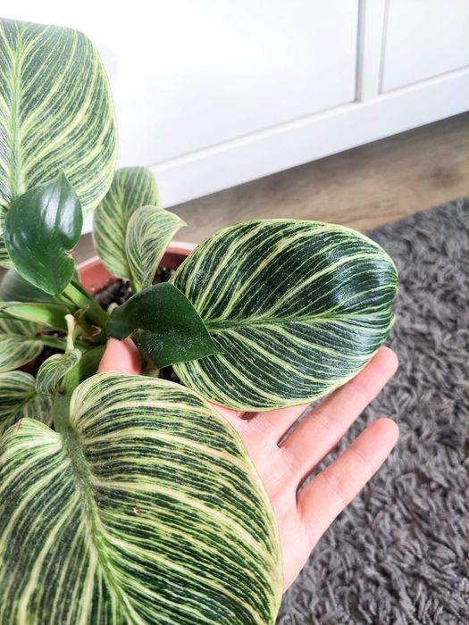 Planta Philodendron Brikin