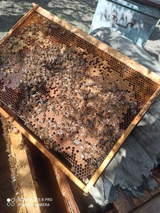 Ф1 бджоломатки Бакфаст 2026