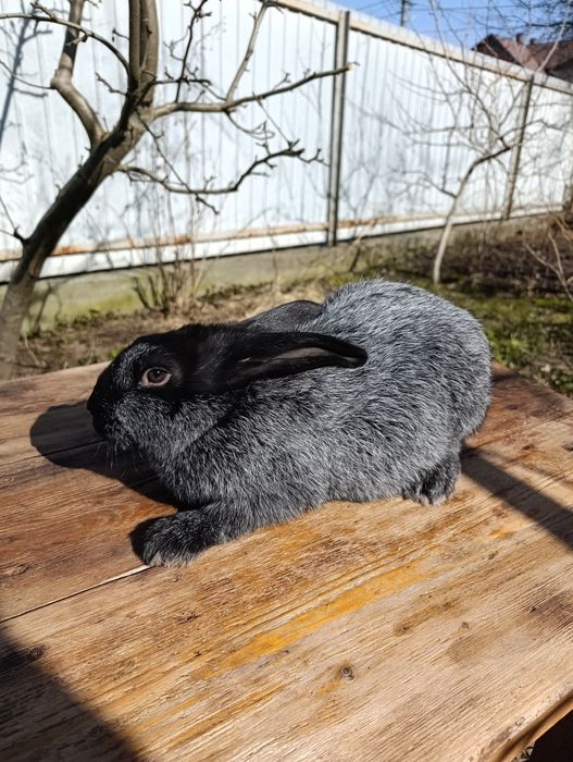 Кролики Полтавське срібло