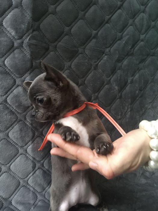 Чіхуа гарні гени