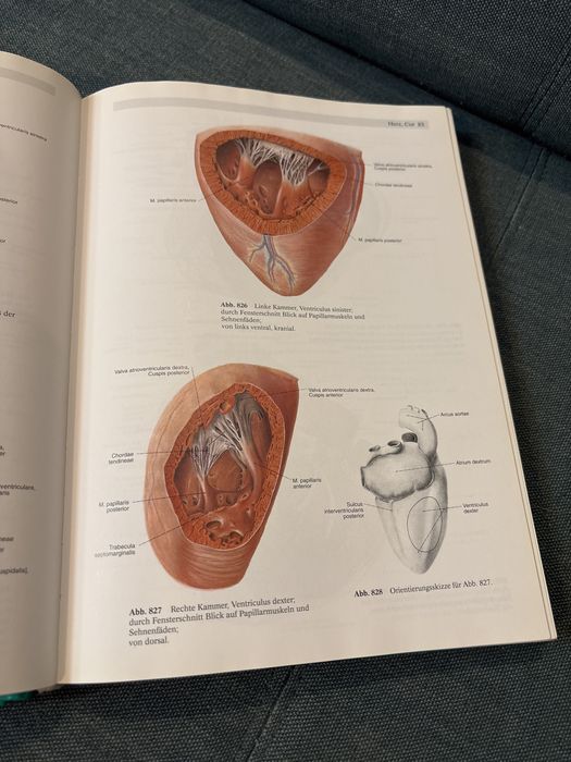 Sobotta Atlas der Anatomie des Menschen
