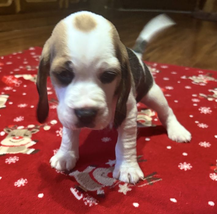 Sprzedam pieski rasy Beagle