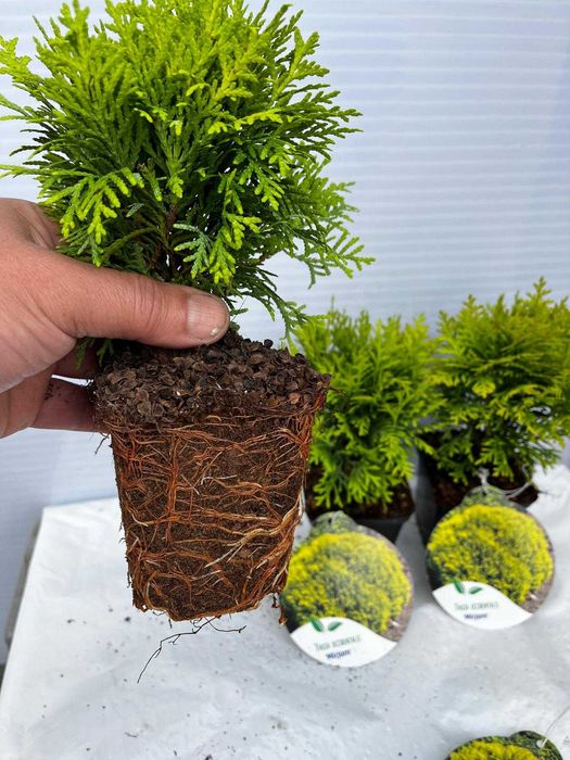 Thuja, Tuja Miriam, Brabant,Smaragd,Morgan