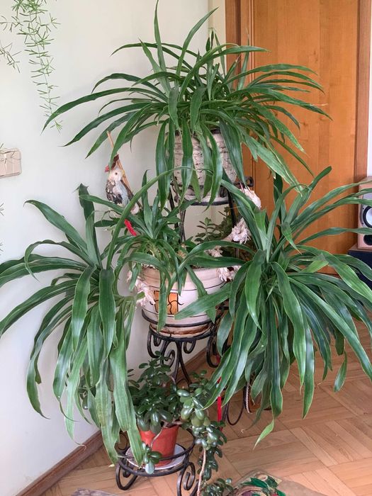 ЮККА домашня з кованою підставкою на 5 квітів