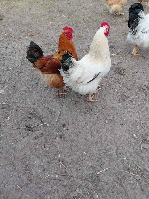 Продам молодих півників