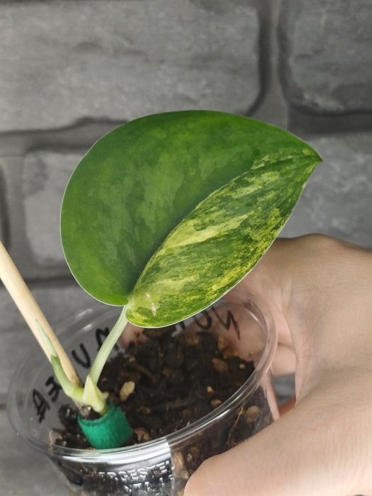 Scindapsus NOID Aurea #3