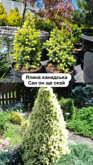 Ялина канадська Коніка ,Сан он зе скай, Дейзі Вайт