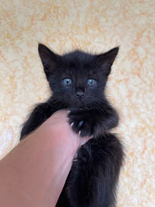 Котята котики отдам котенок мальчик