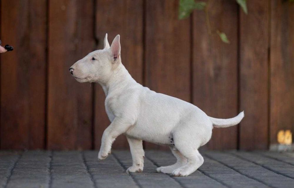 Bulterier Miniaturowy