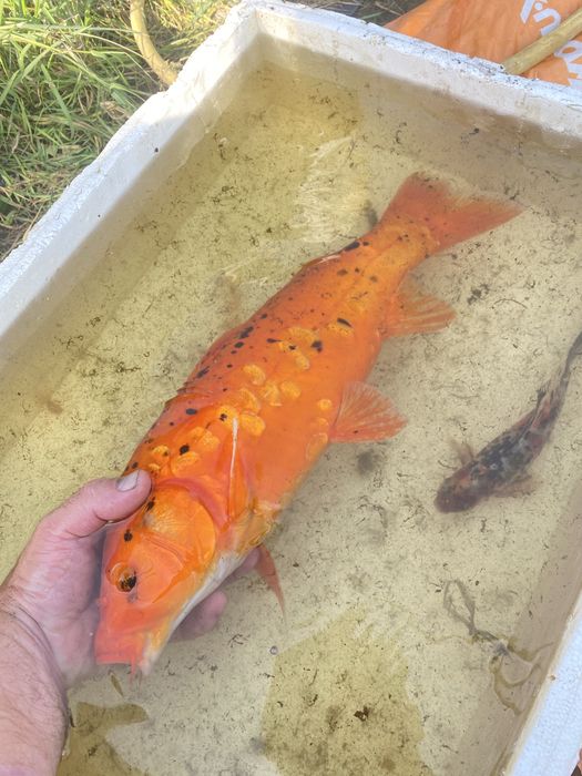 Karp EuroKoi selekt 48 cm hodowla