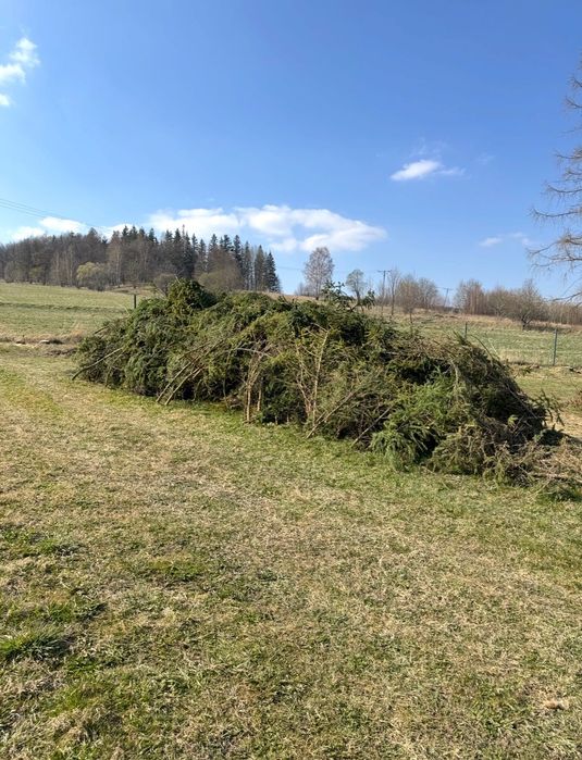 Oddam gałęzie za darmo !!