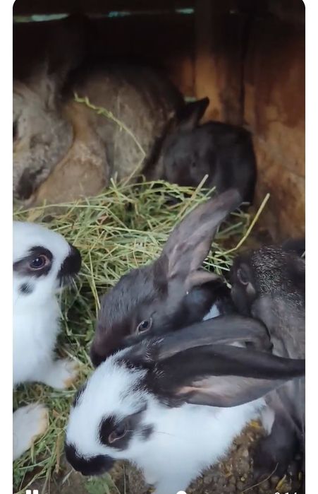 Продам малих кроликів
