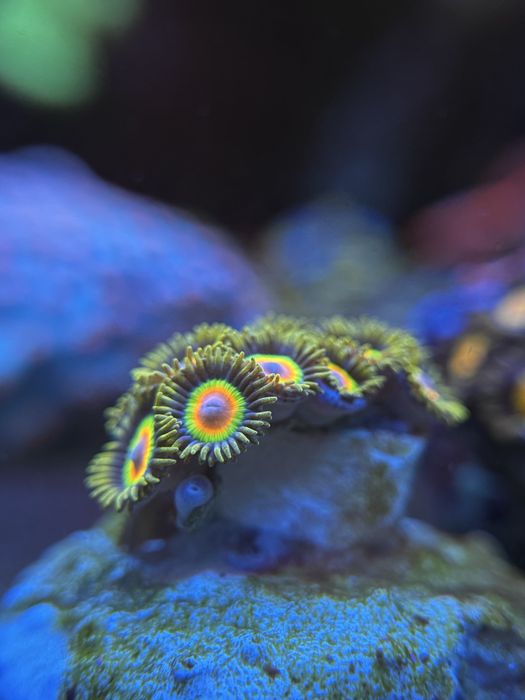akwarium morskie Zoa/Zoanthus