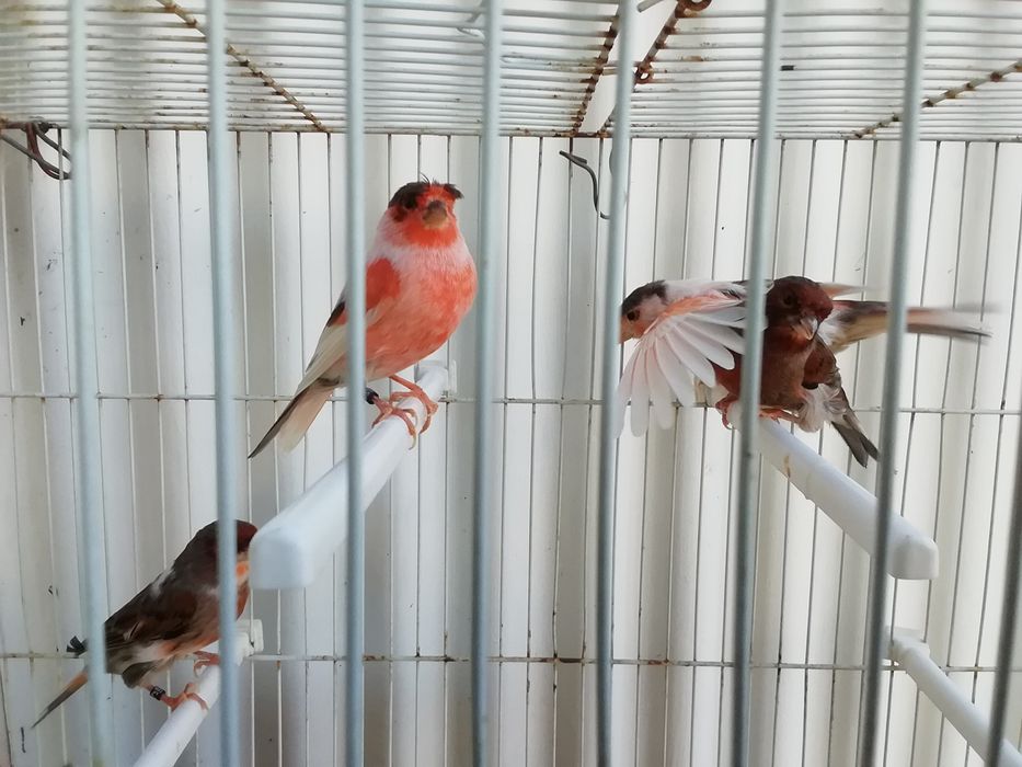 Canários várias ráças