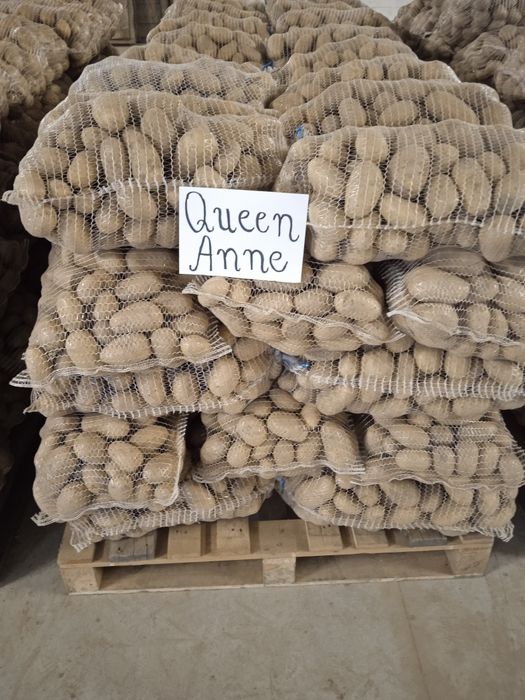 Ziemniaki jadalne Queen Anne, Jurek, Catania