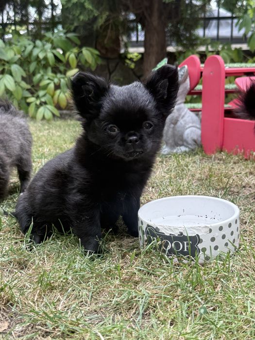 Piekny czarny  piesek chihuahua ZKwP FCI