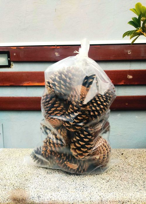 Pinhas secas e limpas .