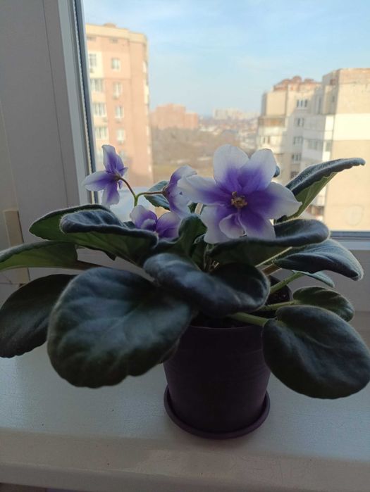 Квітуча фіалка Humako Inches