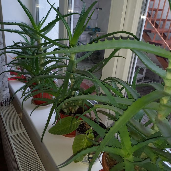 Алоє, алой , aloe