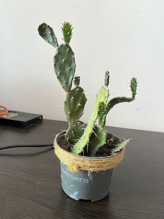 6 кактусів Опунція в 1 горшечку, продаються разом