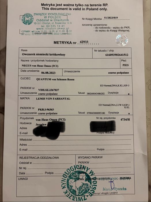 Owczarek Niemiecki krotkowkłosy ZKwP FCI