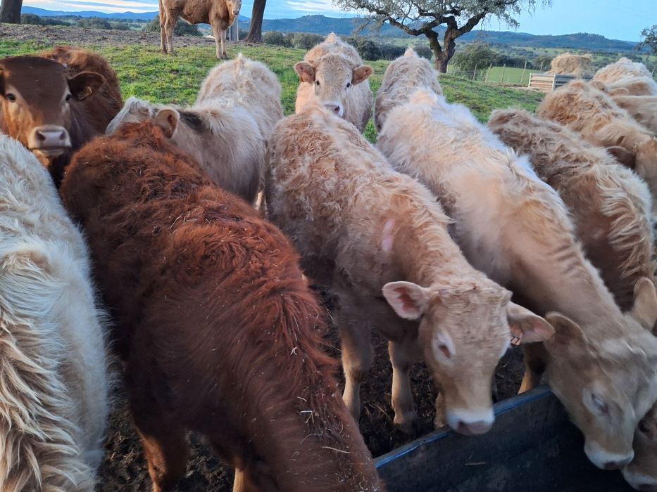 Vitelos cx de limousine e charoles.