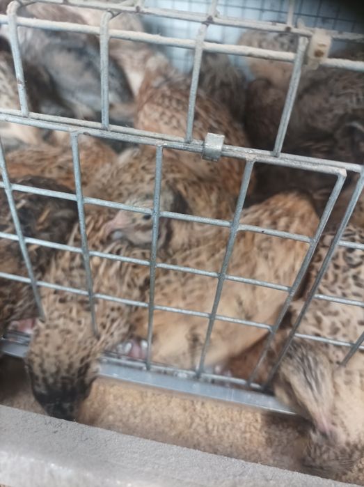 Przepiórki mandżurskie oraz faraon