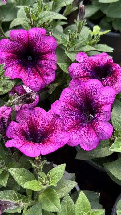 Петунія в горщиках ампельна / кущова/ великий вибір