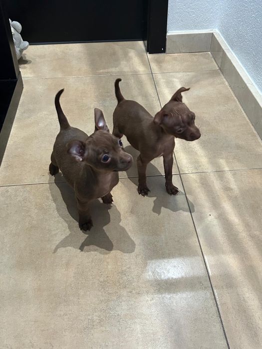Pinscher miniatura fêmea